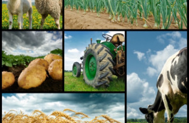Mjera 6.3. Potpora razvoju malih poljoprivrednih gospodarstava
